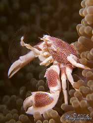 Anemone porcelain crab (Neopetrolisthes maculatus) trying... by Marco Waagmeester 